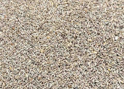 Rye Berries - Mycology Grade Organic Grain