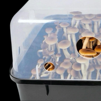Automated 'Boomr Bin' Wood-Loving Monotub Mushroom Grow Kit