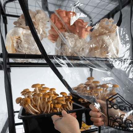 'BoomRoom II' Automated Martha Tent Mushroom Grow System
