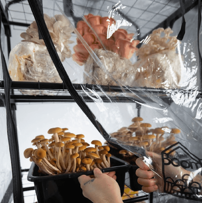 automated mushroom grow tent 'BoomRoom II' Automated Martha Tent Mushroom Grow Kit