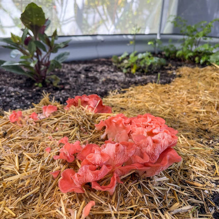 MycoSphere