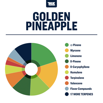 True Terpenes Golden Pineapple Infused Shop All Categories True Terpenes 